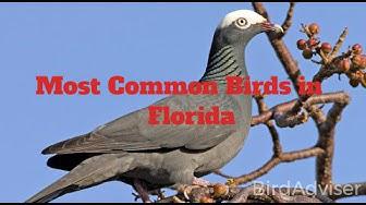 'Video thumbnail for Most Common Birds in Florida'